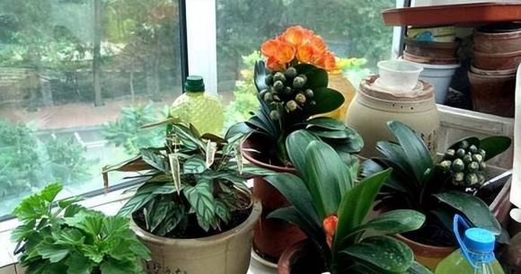 hoa cây cảnh, cây cối, cây độc, làm vườn