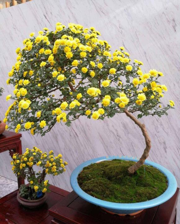 hoa cây cảnh, cây cối, cây độc, làm vườn