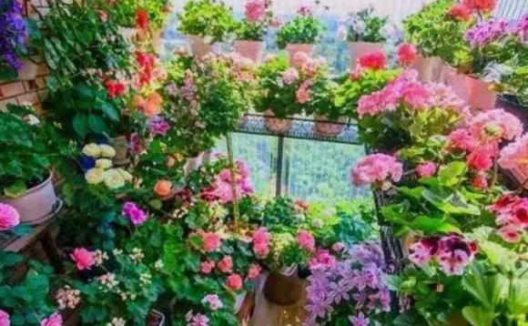 hoa cây cảnh, cây cối, cây độc, làm vườn