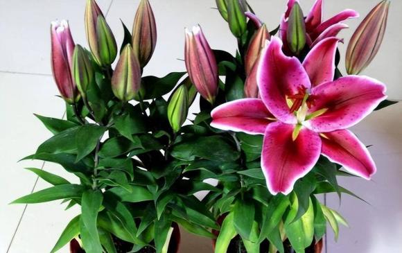 hoa cây cảnh, cây cối, cây độc, làm vườn