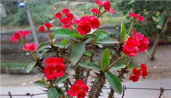 hoa cây cảnh, cây cối, cây độc, làm vườn
