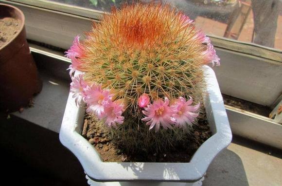 hoa cây cảnh, cây cối, cây độc, làm vườn