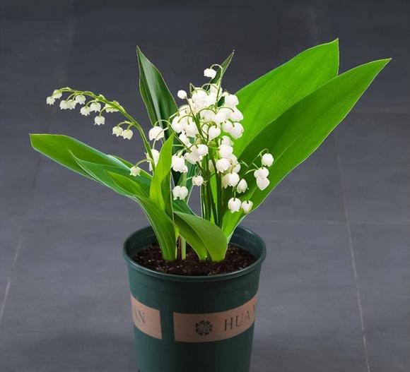 hoa cây cảnh, cây cối, cây độc, làm vườn