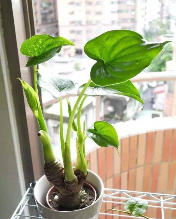 hoa cây cảnh, cây cối, cây độc, làm vườn