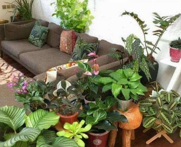 tránh trồng những hoa này trong nhà, hoa trạng nguyên, hoa ly