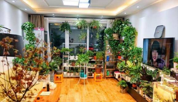 tránh trồng những hoa này trong nhà, hoa trạng nguyên, hoa ly