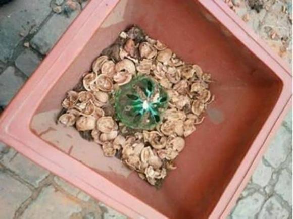 trồng cây, chăm sóc hoa, vỏ hạt