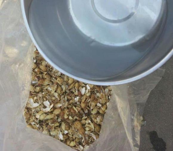 trồng cây, chăm sóc hoa, vỏ hạt