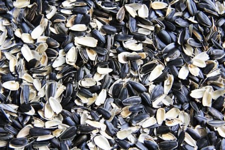 trồng cây, chăm sóc hoa, vỏ hạt