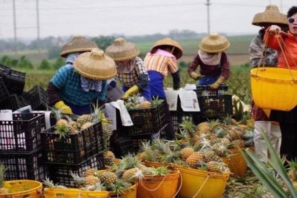cách ăn dứa không ngứa, ăn dứa đúng cách, dứa ngâm nước muối