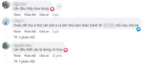 lá dong, cây dong, kiến thức 