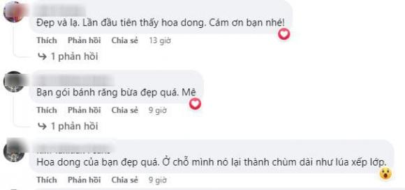 lá dong, cây dong, kiến thức 