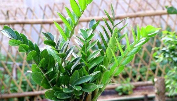 cây cảnh, cây phong thuỷ, cây trồng trong nhà