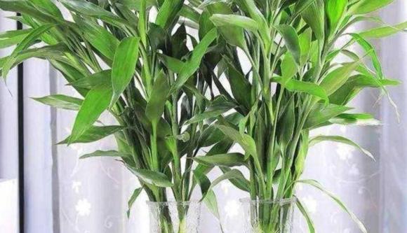 cây cảnh, cây phong thuỷ, cây trồng trong nhà