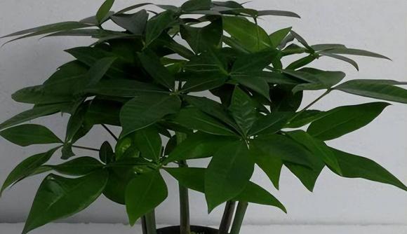 cây cảnh, cây phong thuỷ, cây trồng trong nhà