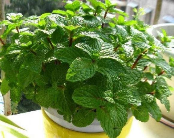 muỗi, cách đuổi muỗi