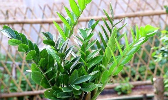phong thủy, phong thủy cửa nhà, cửa nhà, 4 thứ đừng để trước cửa nhà
