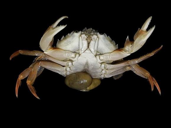 cua, cua đực, cua cái, Sacculina carcini 