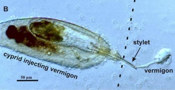 cua, cua đực, cua cái, Sacculina carcini 