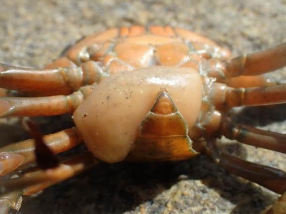 cua, cua đực, cua cái, Sacculina carcini 