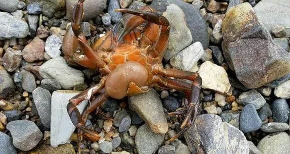 cua, cua đực, cua cái, Sacculina carcini 