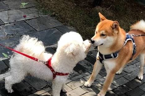 chó đực, chó cái, động dục, giao phối, chó giao phối