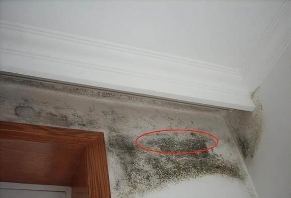 nấm mốc, mốc tường, vệ sinh tường, làm sạch mốc tường