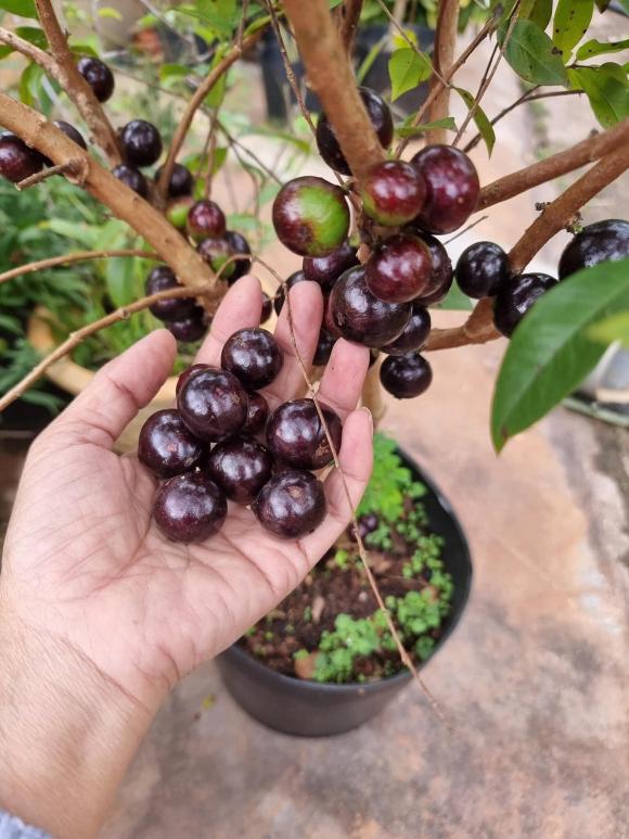 quả nho thân gỗ, nho thân gỗ, quả nho