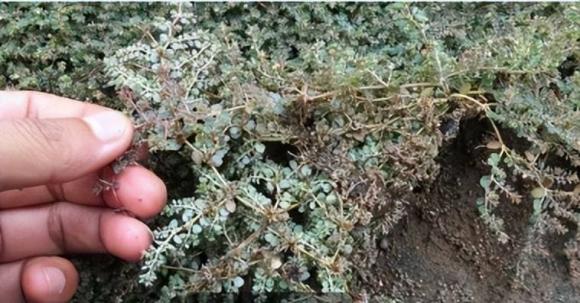 cỏ sữa, cỏ sữa có tác dụng chữa bệnh, tác dụng của cỏ sữa