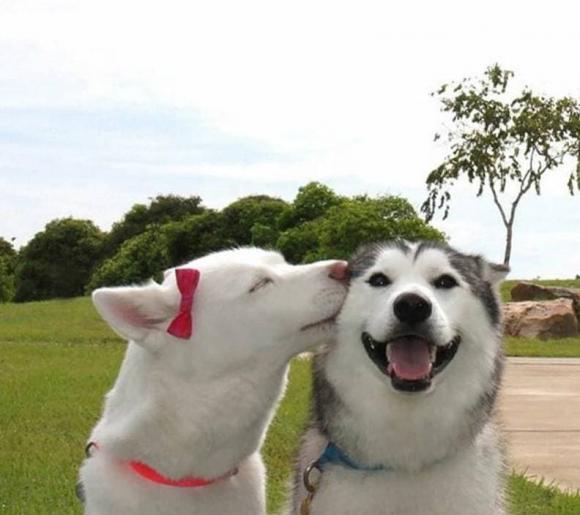 chó giao phối, giao phối, cách thức chó giao phối