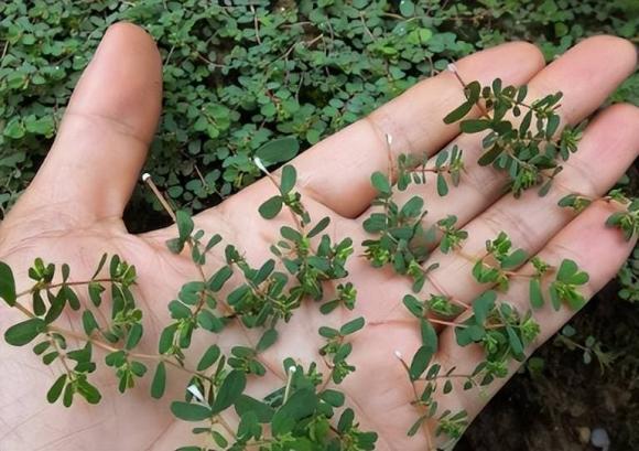 cỏ sữa, cỏ sữa có tác dụng chữa bệnh, tác dụng của cỏ sữa