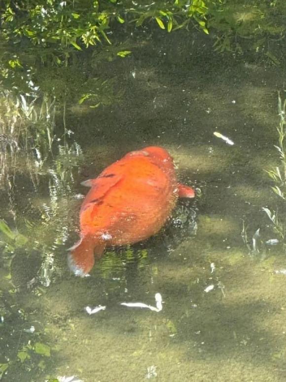 cá Koi, cá Koi ú nu, cá Koi lạ