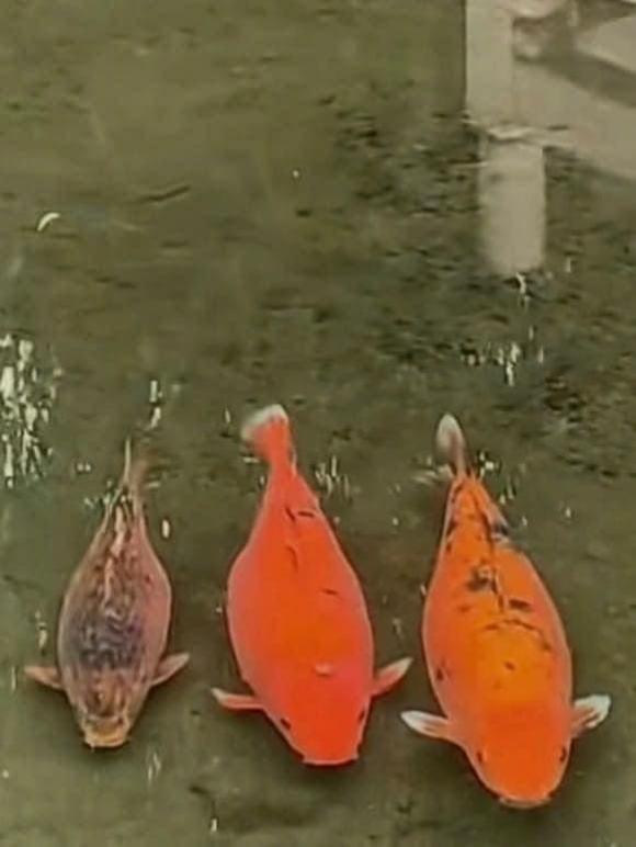cá Koi, cá Koi ú nu, cá Koi lạ