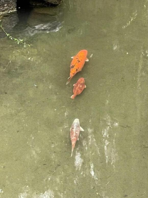 cá Koi, cá Koi ú nu, cá Koi lạ