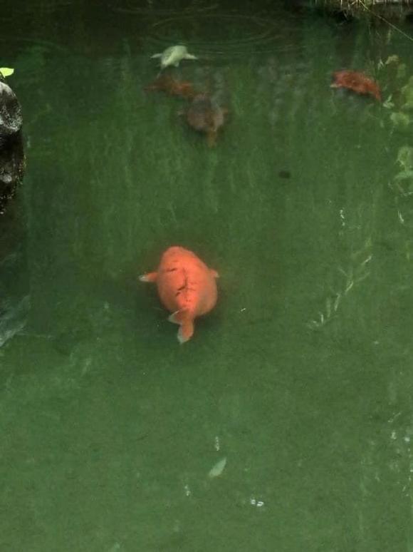 cá Koi, cá Koi ú nu, cá Koi lạ