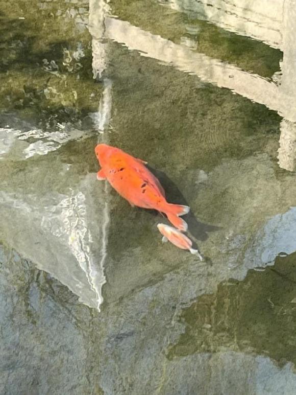 cá Koi, cá Koi ú nu, cá Koi lạ
