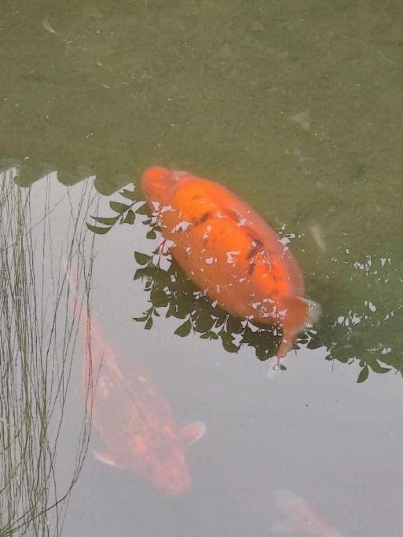 cá Koi, cá Koi ú nu, cá Koi lạ