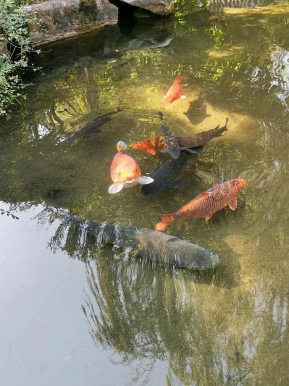 cá Koi, cá Koi ú nu, cá Koi lạ
