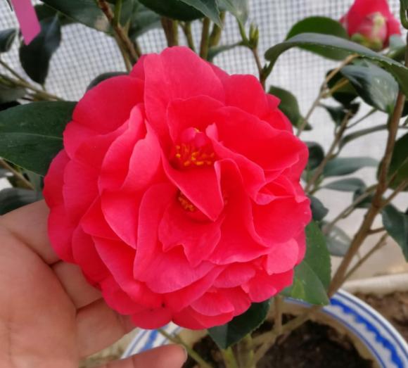 View - Hãy từ bỏ hoa hồng! Loài hoa này thanh lịch và quý phái, có hình dạng hoa độc đáo, có mùi thơm và dễ trồng!