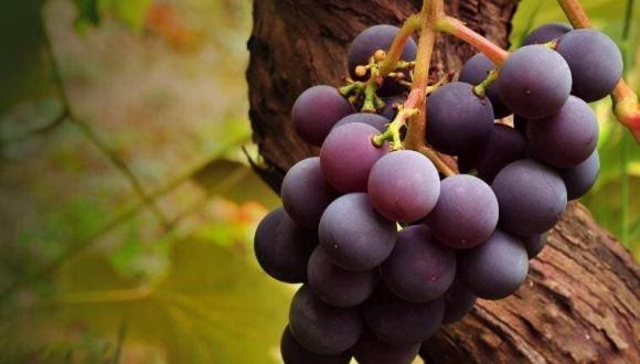 nho, lợi ích của ăn nho, ai không nên ăn nho