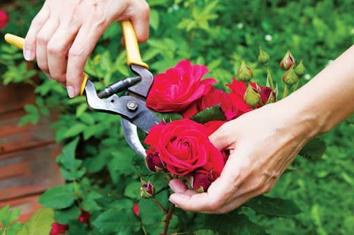 cây hoa, hoa hồng, hoa giấy, hoa nhài, lan càng cua