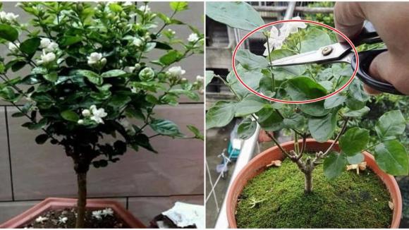 cây hoa, hoa hồng, hoa giấy, hoa nhài, lan càng cua