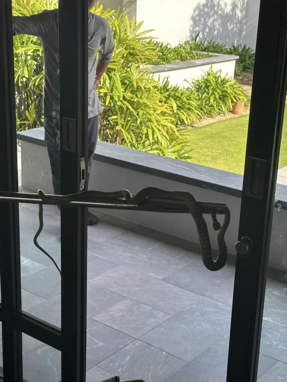 rắn, rắn chui vào phòng, nghỉ dưỡng 