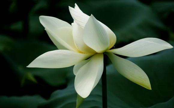 cuộc sống gia đình, tiếp nối truyền thống của người quá cố, qua đời