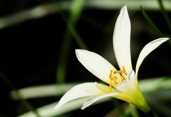 cuộc sống gia đình, tiếp nối truyền thống của người quá cố, qua đời