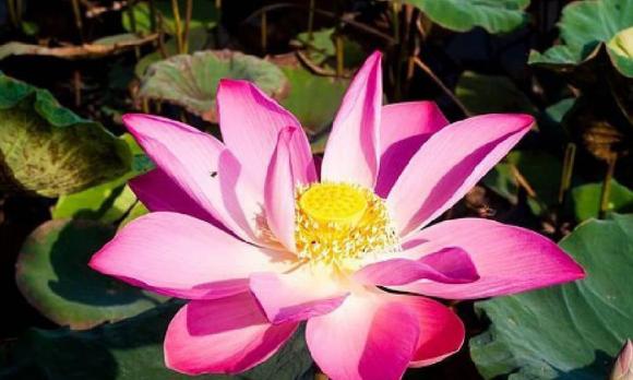 khó khăn tuổi già, khủng hoảng tuổi già