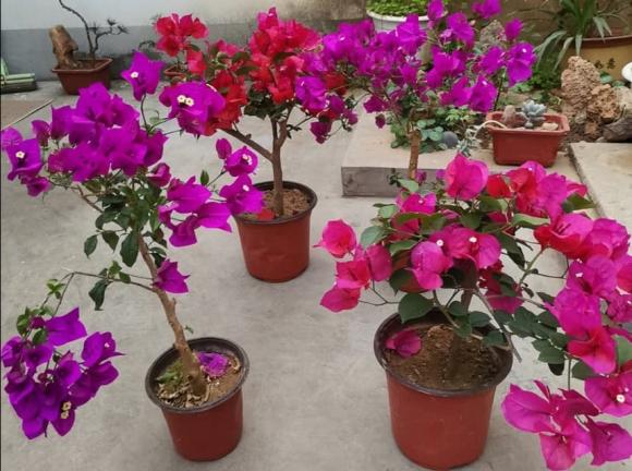 hoa giấy, kinh nghiệm chăm sóc cây cảnh