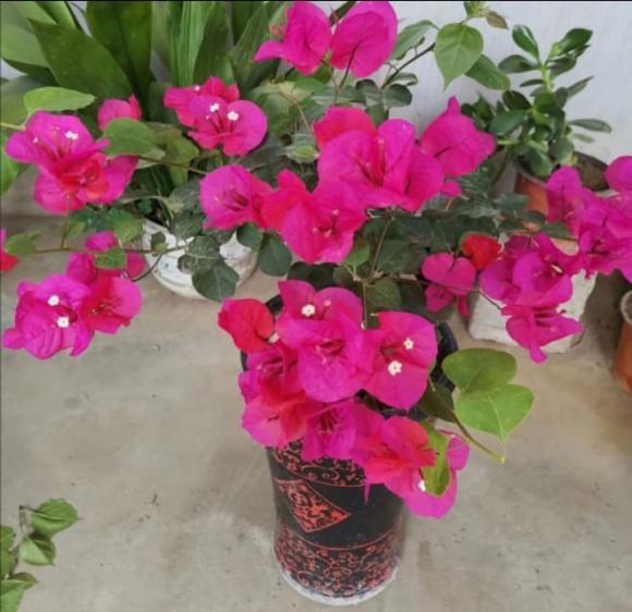 hoa giấy, kinh nghiệm chăm sóc cây cảnh