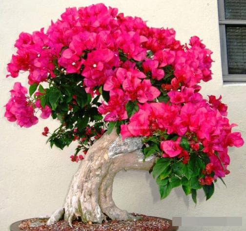 hoa giấy, kinh nghiệm chăm sóc cây cảnh