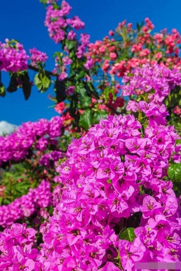hoa giấy, kinh nghiệm chăm sóc cây cảnh